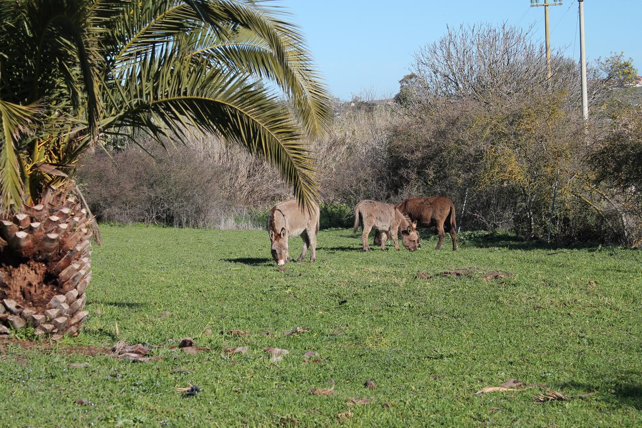 Agriturismo Su Recreu Ittiri Extérieur photo